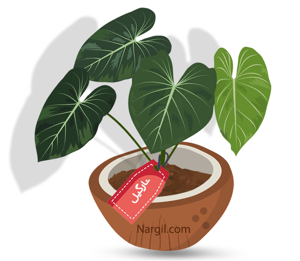 Nargil_Philodendron erubescens